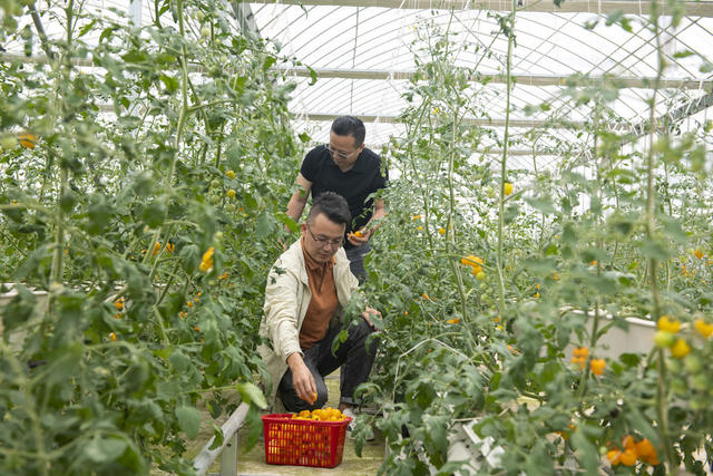 娄底 游客 采摘 番茄 智慧农业 乡村游