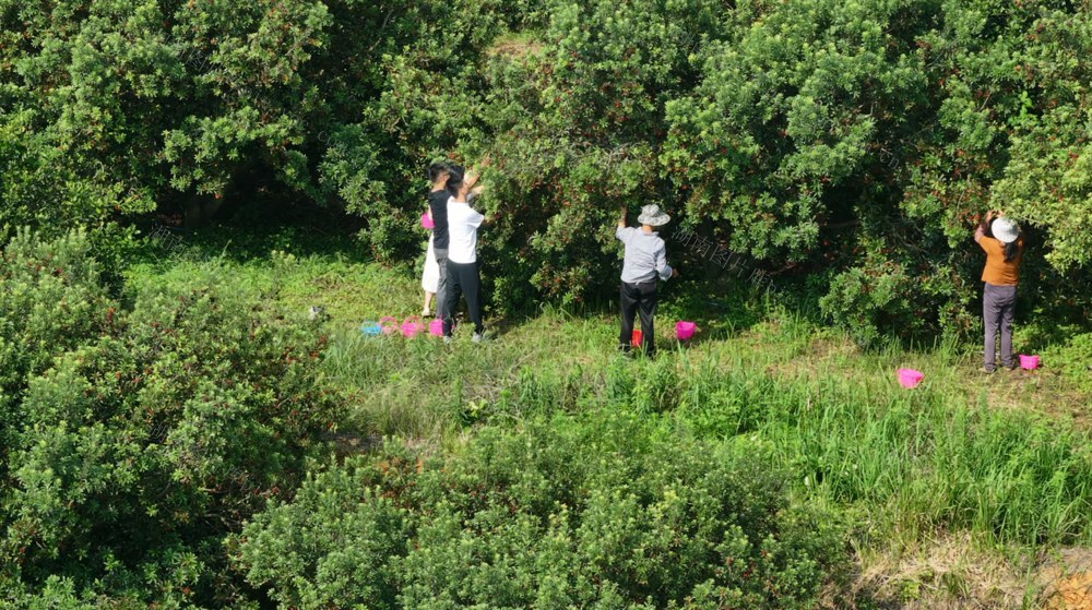 杨梅采摘；丰收季；夏日美好时光