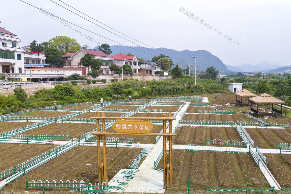 娄底 共享菜园 智慧 乡村资源 新业态