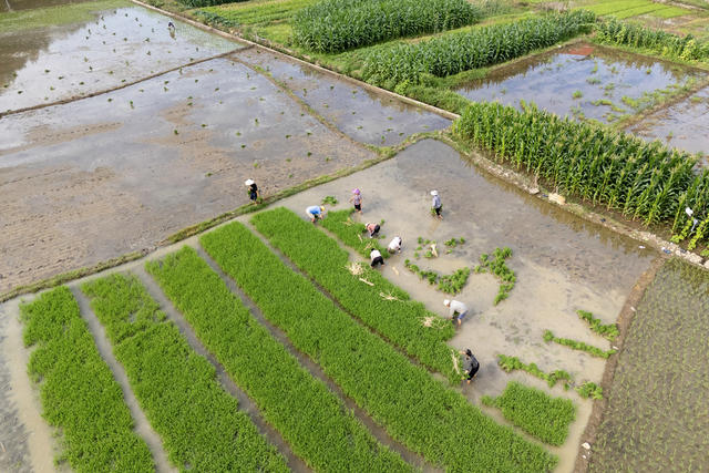 娄底 芒种 插秧