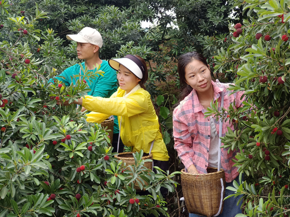 农村  种植业  杨梅  怀化鹤城
