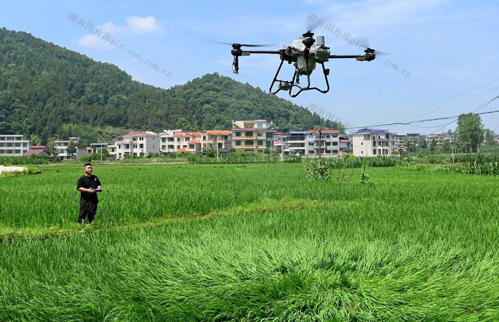 芒种，节气，农事，管护，田间地头，施肥，无人机，农时，劳作，农作物，农民，水稻