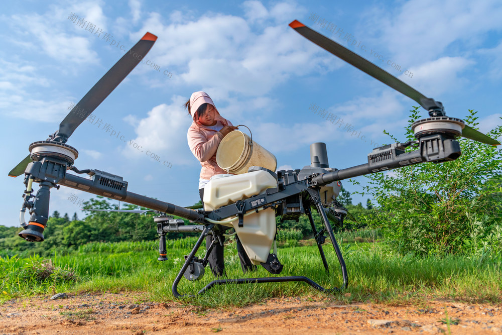 芒种  夏管  早稻  丰收