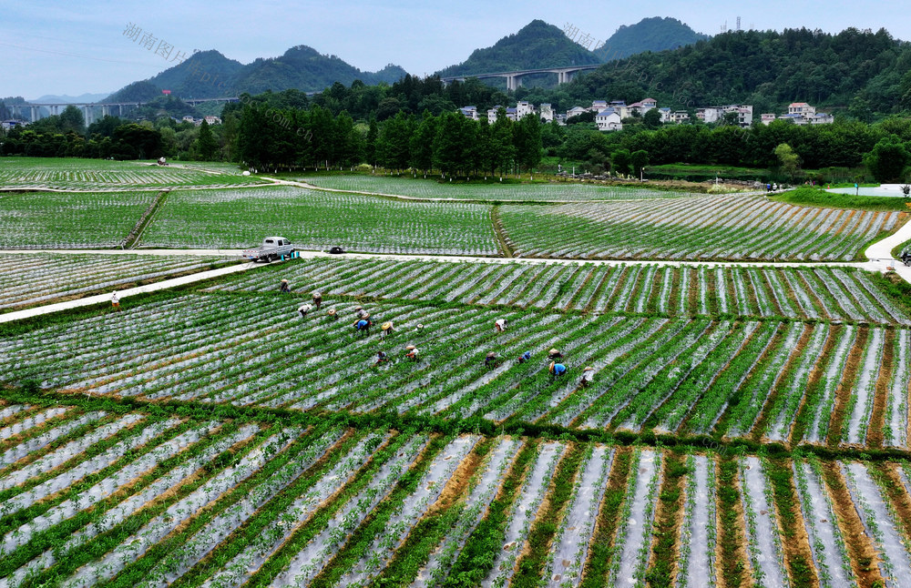 芒种 蔬菜 农民 辣椒 管护