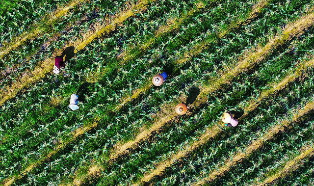 芒种  玉米  管护  农事