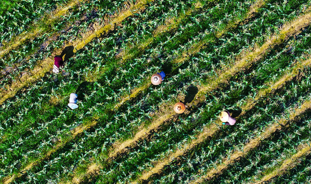 芒种  玉米  管护  农事