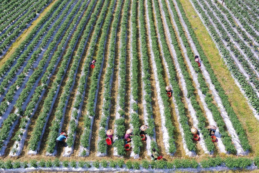 湖南 新田 芒种 农忙