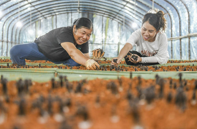 乡村振兴
道县