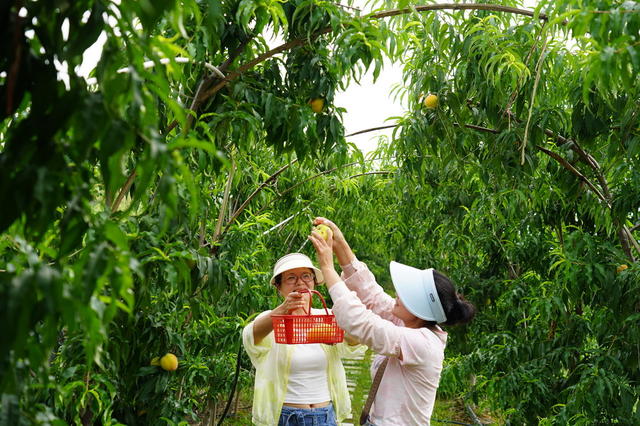 6月5日，游客在隆回县北山镇长冲村乡村振兴产业园采摘桃子、杨梅。3年前，在村支两委的发动下，该村魏谋军、罗湘孝、范欢喜、罗海军等村民筹资500万元，承包山地200亩，创建了集种养、采摘、研学、新品研发、观光休闲于一体的乡村振兴产业园。产业园的果树今年投产，吸引周边众多游客前来采摘、观光。