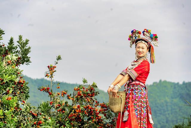 水果  杨梅  乡村经济  生态种植  特色经济