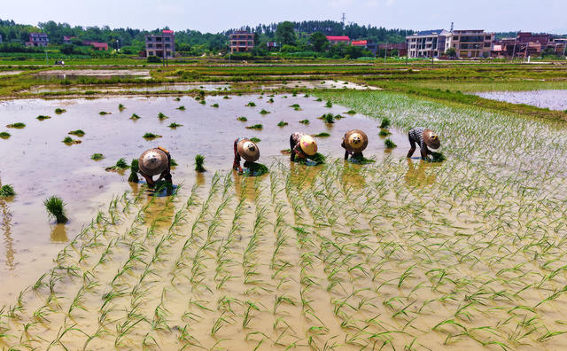 芒种  农事  村民  水稻 插秧