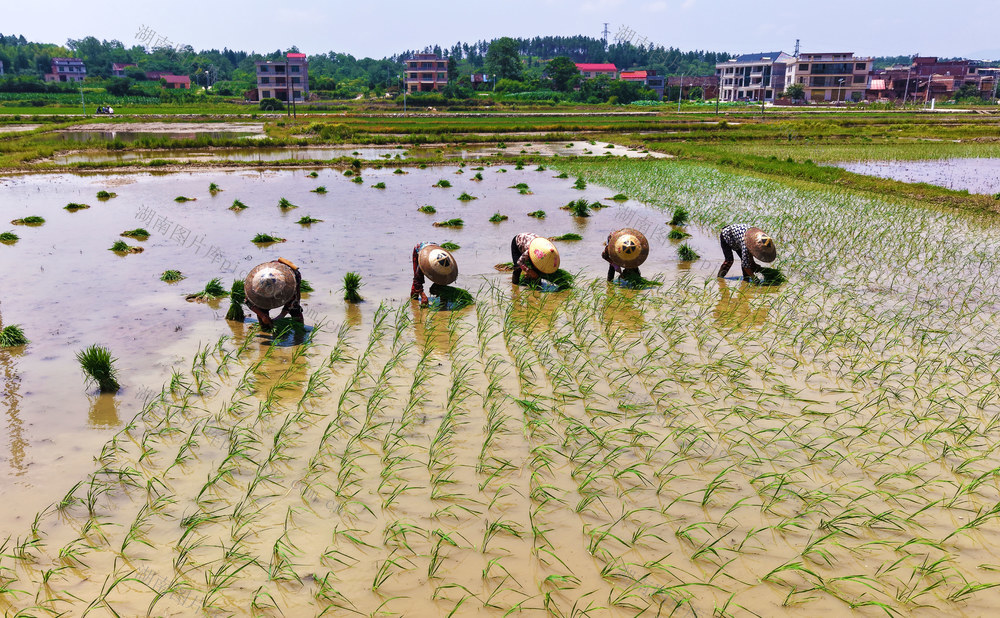 芒种  农事  村民  水稻 插秧