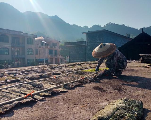 杜仲   凉晒  创收