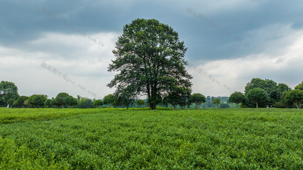 长沙县金井镇茶园