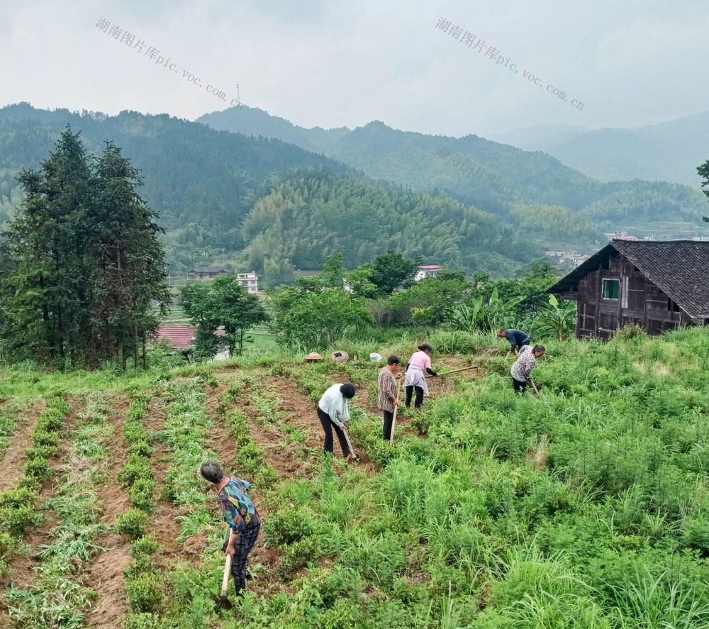 茶园  茶农 增收