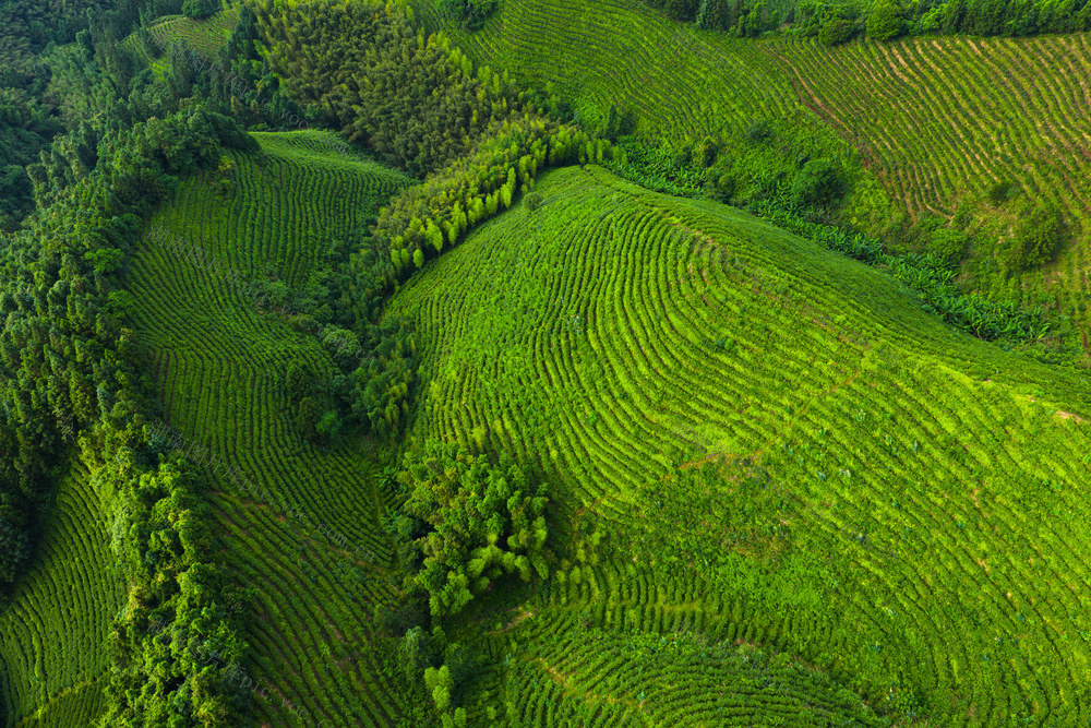 茶园  生态画卷  乡村振兴