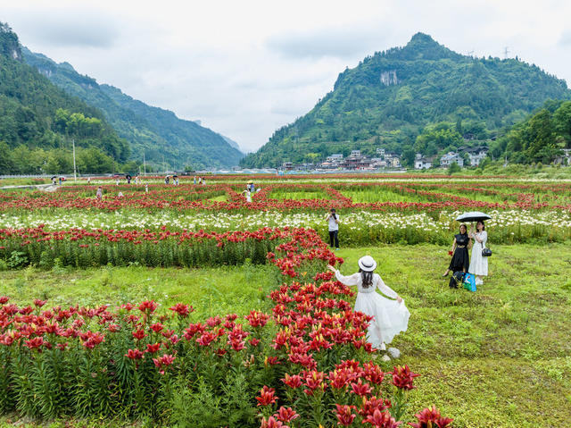 百合花 岩科村 乡村振兴