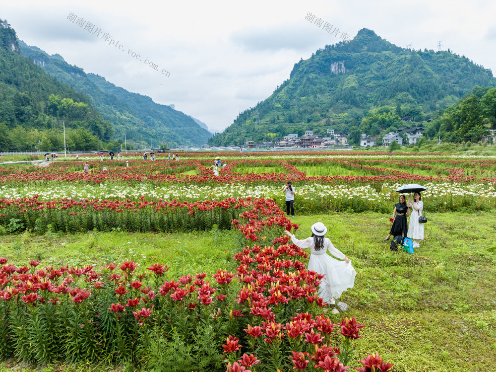 百合花 岩科村 乡村振兴
