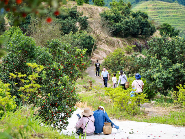 杨梅 采摘 丰收 产业 游客