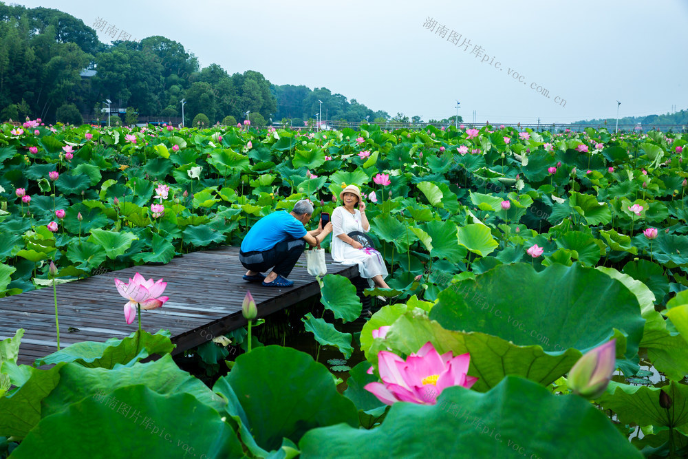 荷花，旅游，乡村