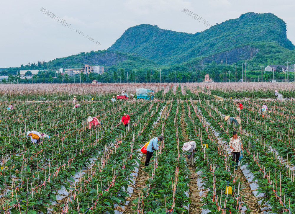 蔬菜
道县
大湾区
