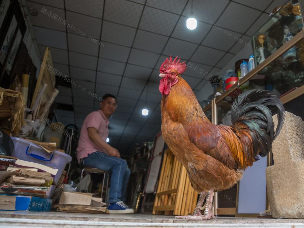 公鸡  店铺  鸡爪  指甲  街道  生活