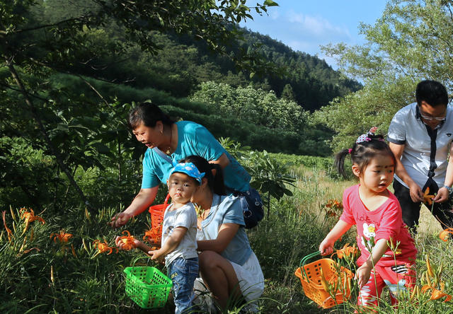湖南桂东 忘忧草 村民 提蓝背篓 采摘