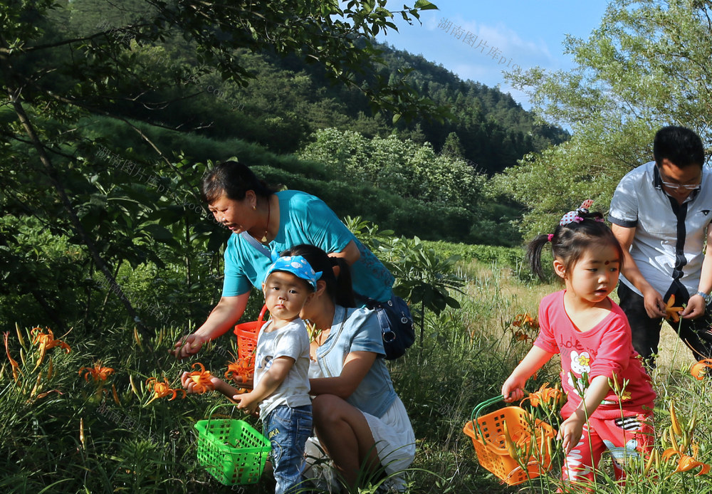 湖南桂东 忘忧草 村民 提蓝背篓 采摘
