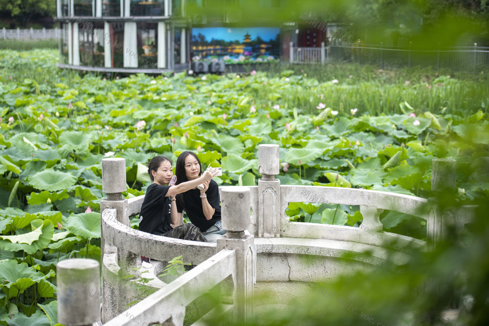 娄底 公园 荷花  仲夏