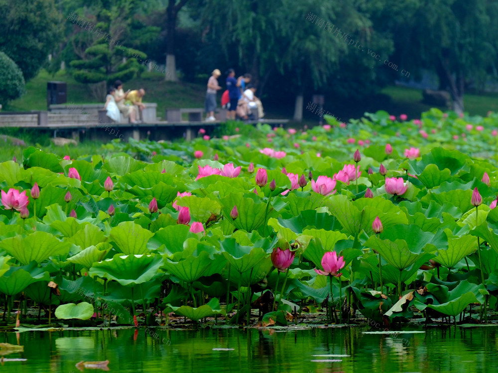 天马山景区，桃子湖，赏荷休闲