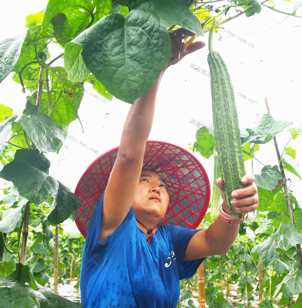 供港蔬菜采摘忙