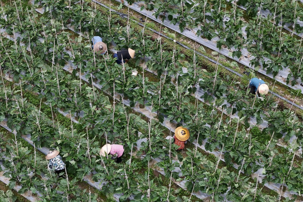 农业、产业、农民、蔬菜、农村