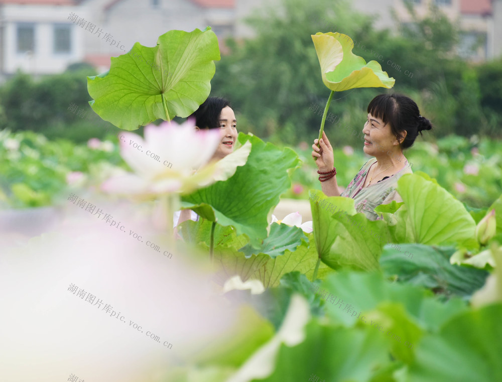 夏季  仲夏  荷花  游客