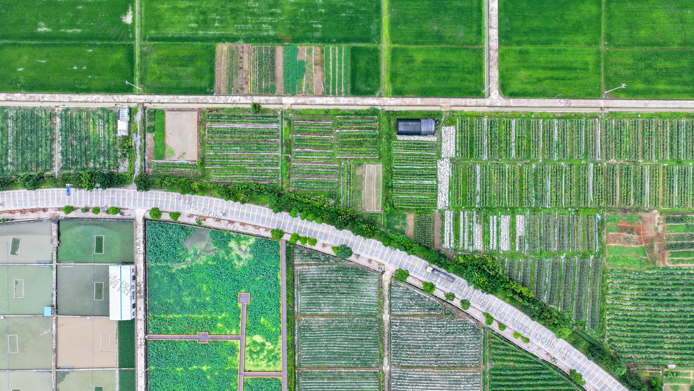 绿意  田园  生态  画卷  乡村