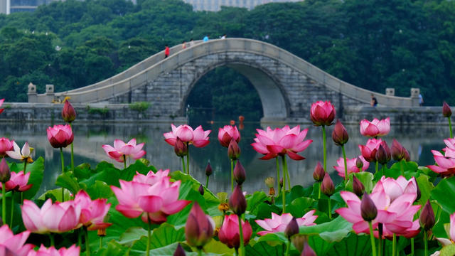 月湖公园，观景赏荷，