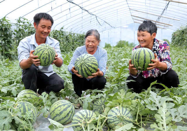 湖南桂东：村民 熟透了的西瓜 市场