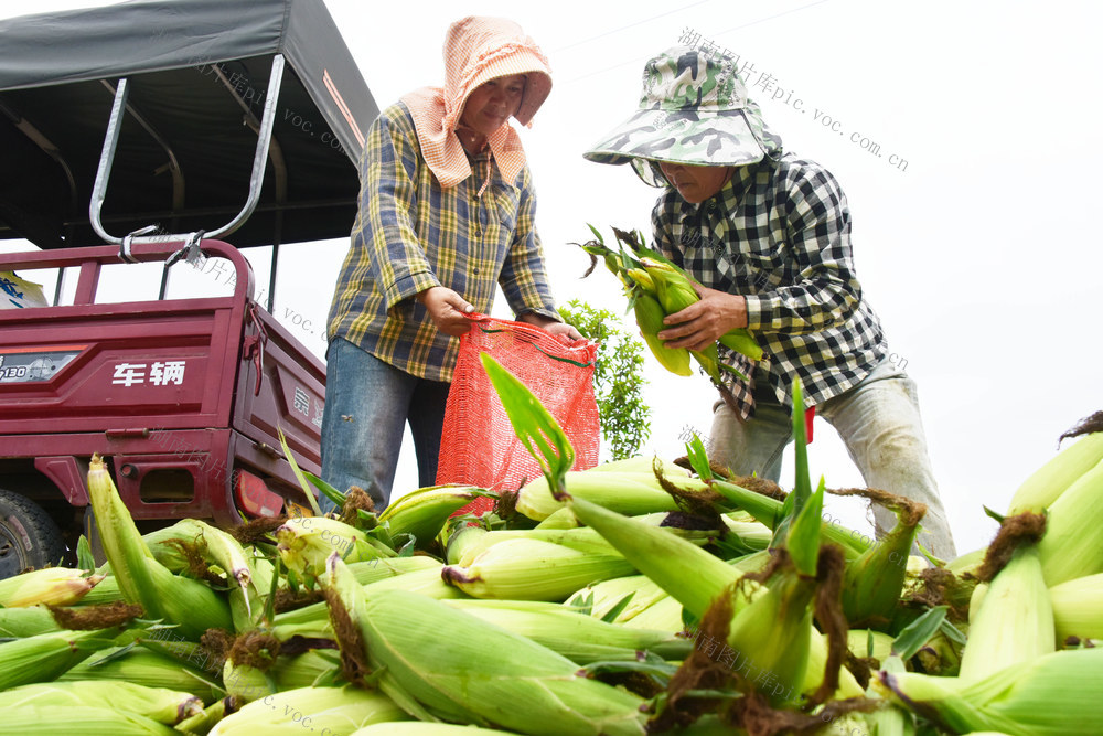 经济  种植业  黑糯玉米  消费需求