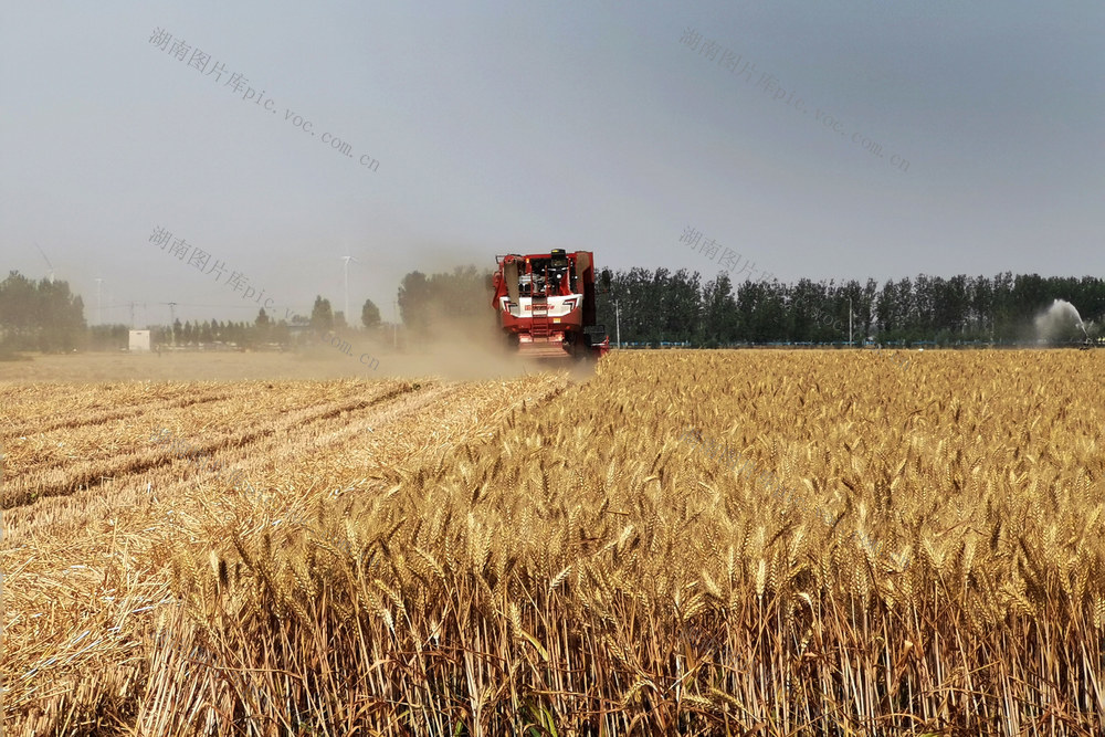 小麦 麦田 麦穗 机收 农时 农事 收获 收割机 种粮大户 家庭农场 