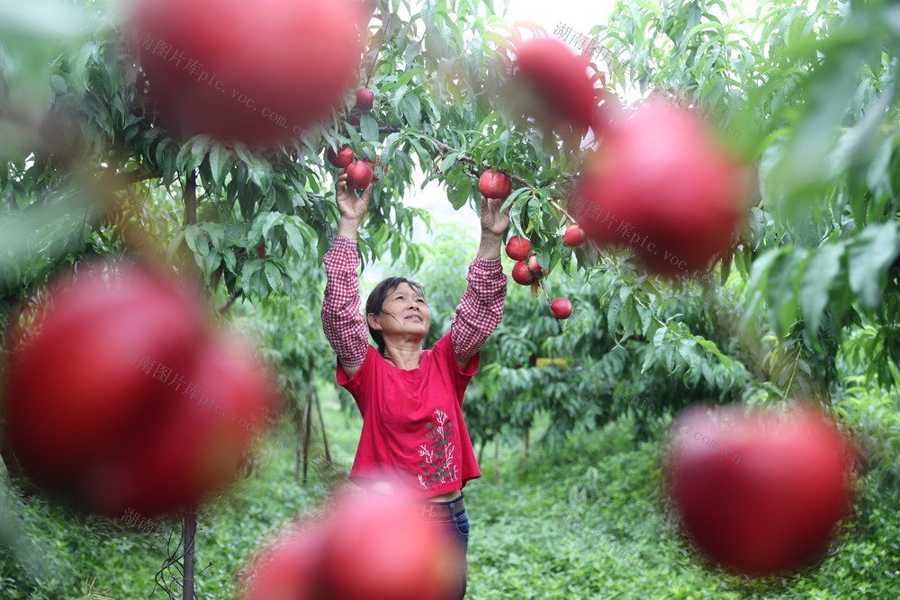 桃子 采摘