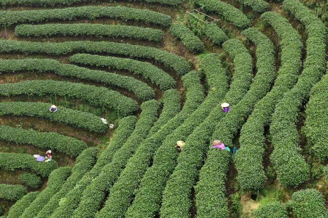 茶叶、采茶、农业、产业、种植业