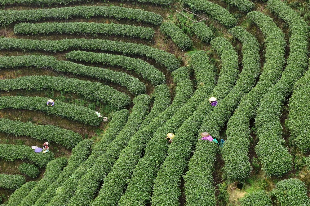茶叶、采茶、农业、产业、种植业