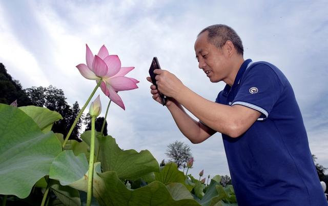 荷花  产业  乡村 美景 农民 增收 游客