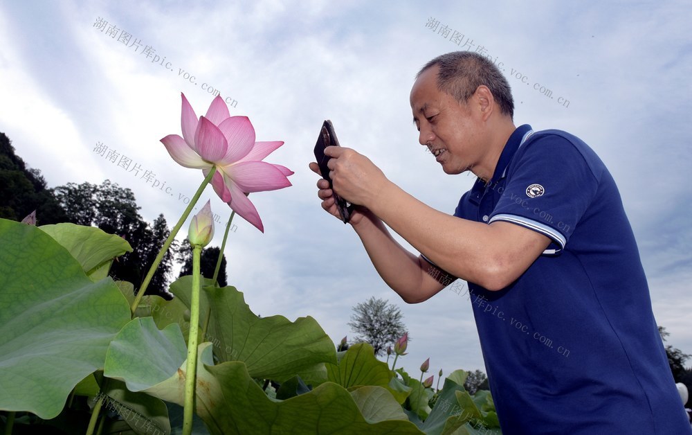 荷花  产业  乡村 美景 农民 增收 游客