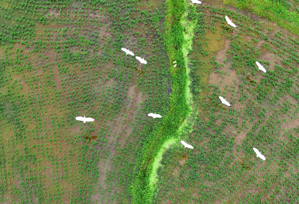 湖南桂东 迁徙 鹭鸟 驻鸟 家园