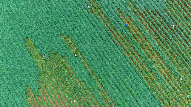 农业 特色种植 红薯产业