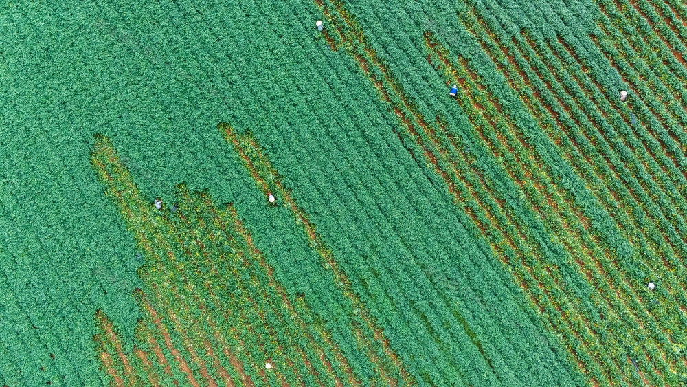 农业 特色种植 红薯产业