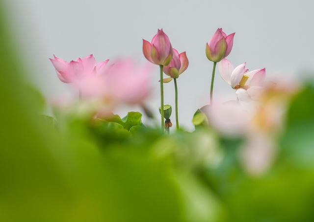 荷花
道县