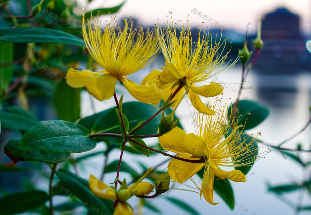 金丝桃  娇艳夺目