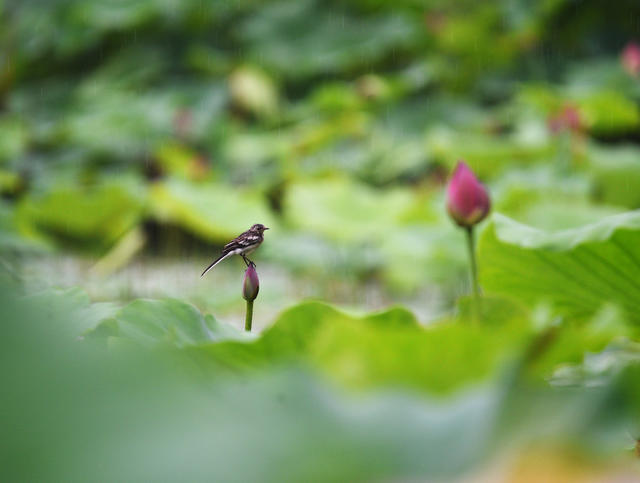 嘉禾：夏日荷花  生态美景