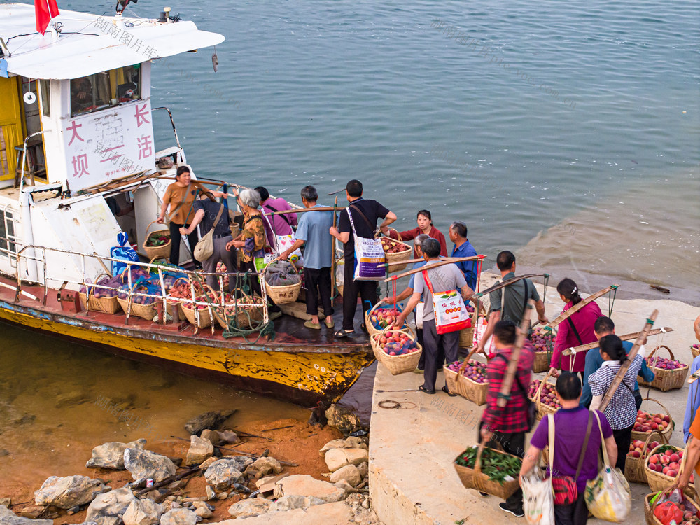 东江湖  增收  果农
